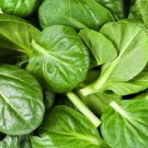 Super Seeds Spinacia oleracea Spinach Greta Vegetable Garden 200+ Pcs