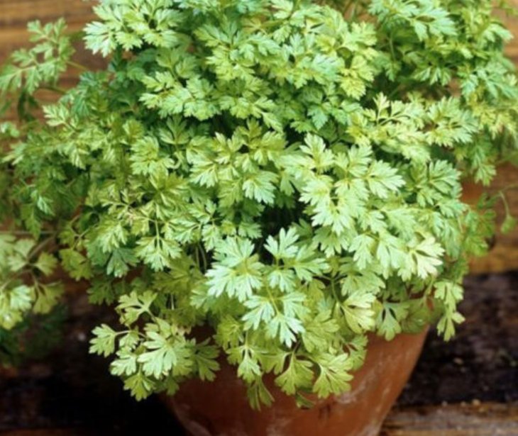 Super Seeds Anthriscus cerefolium French Parsley Herb Chervil 400 Pcs