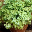 Super Seeds Anthriscus cerefolium French Parsley Herb Chervil 400 Pcs