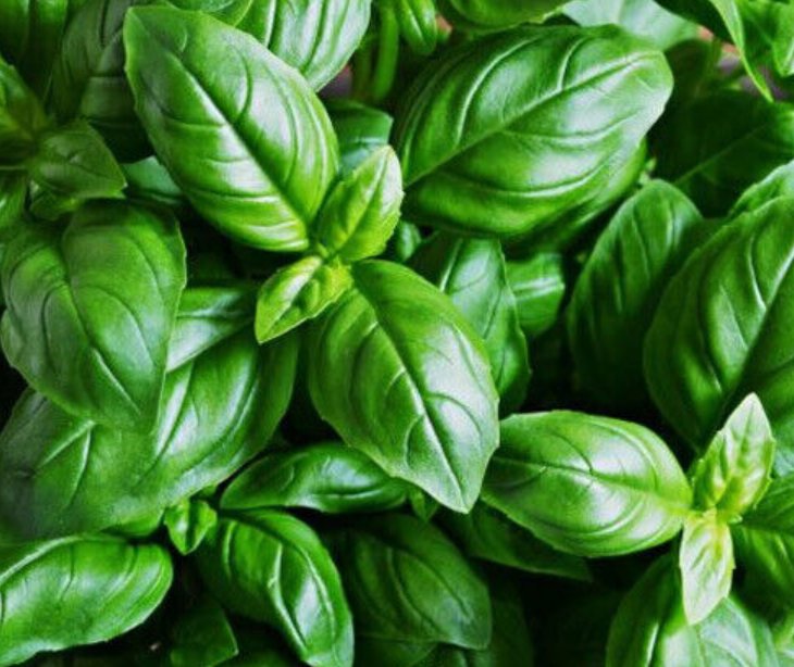 Super Seeds Ocimum basilicum Basil Italian Sweet Genovese Herb Garden 2000 Pcs