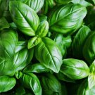Super Seeds Ocimum basilicum Basil Italian Sweet Genovese Herb Garden 2000 Pcs