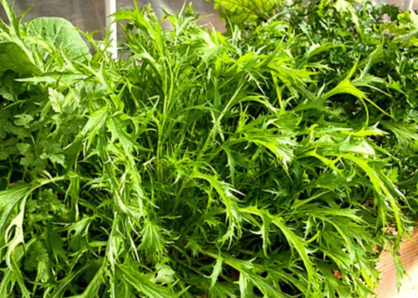 Super Seeds Brassica japonica Japanese Mustard Mizuna Green Vegetable 1000+ Pcs
