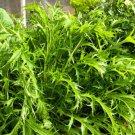 Super Seeds Brassica japonica Japanese Mustard Mizuna Green Vegetable 1000+ Pcs