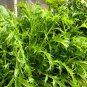 Super Seeds Brassica japonica Japanese Mustard Mizuna Green Vegetable 1000+ Pcs