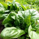 Super Seeds Spinacia Oleracea Spinach Matador Vegetable 500 Pcs