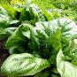 Super Seeds Spinacia Oleracea Spinach Matador Vegetable 500 Pcs