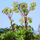 Super Seeds Archangelica officinalis Angelica Holy Ghost 100+ Pcs