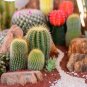 Super Seeds Cacti Mix Succulent exotic drought tolerant Cactus Garden 500 Pcs