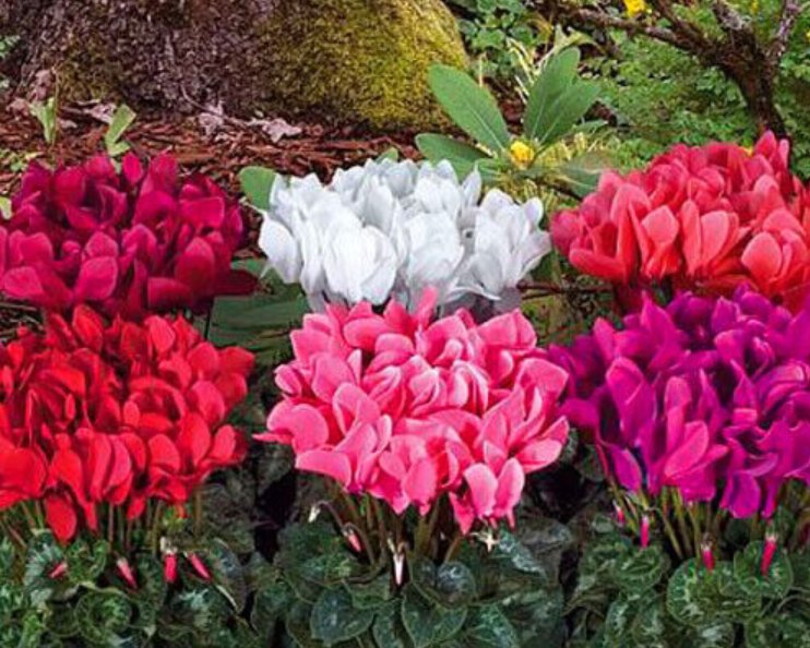 Super Seeds Persian Cyclamen Dwarf Cyclamen Giant Flower Mix 5 Pcs