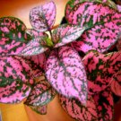 Super Seeds Hypoestes Sanguinolenta Pink Polka Dot Exotic Plant 70 Pcs