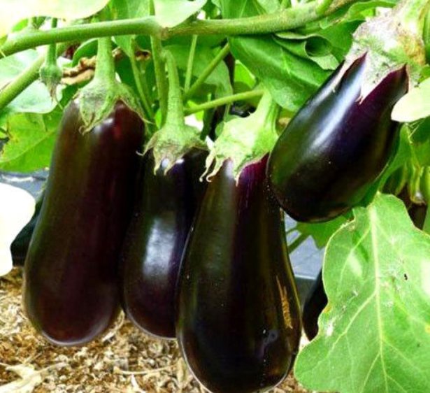 Super Seeds Halflange violette Aubergine Eggplant Vegetable 300 Pcs