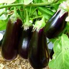 Super Seeds Halflange violette Aubergine Eggplant Vegetable 300 Pcs