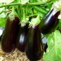 Super Seeds Halflange violette Aubergine Eggplant Vegetable 300 Pcs