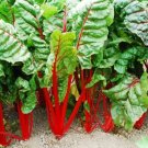 Super Seeds Beta Vulgaris Swiss Chard Rhubarb Red Vegetable 500+ Pcs