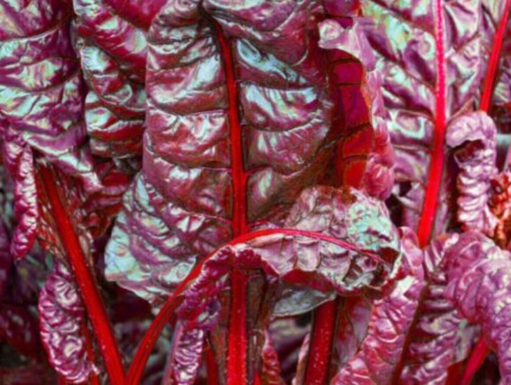 Super Seeds Beta Vulgaris Chard Beet Bulls Blood Microgreens Leaf 200 Pcs
