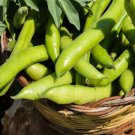 Super Seeds Fava Beans Vicia Fava Broad Been Bison Vegetable 20 Pcs