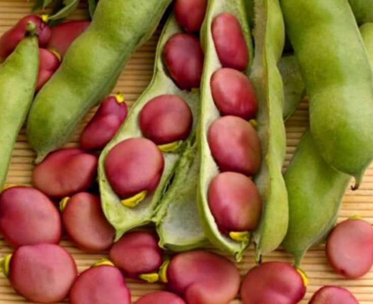 Super Seeds Karmazyn Pink Brown Broad Bean Vegetable 10+ Pcs