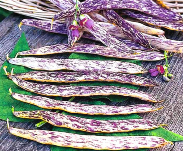 Super Seeds Merveille De Piemonte Marbled Bean Dwarf French Vegetable 50 Pcs