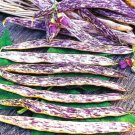 Super Seeds Merveille De Piemonte Marbled Bean Dwarf French Vegetable 50 Pcs