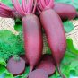 Super Seeds Alexis Beetroot Cylindric Vegetable Long Root Autumn Crop 400 Pcs