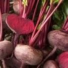 Super Seeds Egyptian flat beetroot Beetroot Kahira Vegetable 400 Pcs