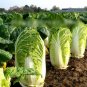 Super Seeds Brassica rapa Hilton Chinese Cabbage Vegetable 400 Pcs