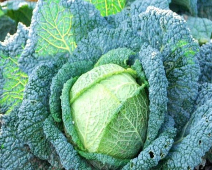 Super Seeds Brassica Cabbage Savoy Rocket Vegetable 300 Pcs