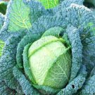 Super Seeds Brassica Cabbage Savoy Rocket Vegetable 300 Pcs