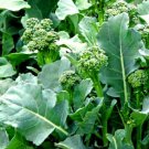 Super Seeds Broccoletto Quarantino Broccoli Spring Raab Vegetable 1000+ Pcs