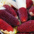 Super Seeds Zea Japonica Red Strawberry Corn Popcorn Vegetable 80+ Pcs