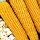 Super Seeds Zea Mays Popping Corn Popcorn Plant Vegetable 30 Pcs