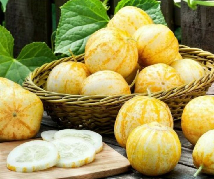 Super Seeds Cucumis sativus Crystal Apple Cucumber Vegetable 20 Pcs