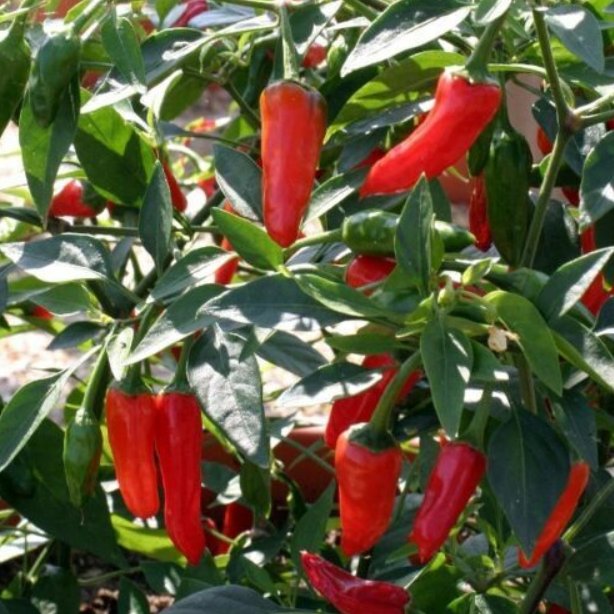 Super Seeds Apache Hot Chilli Pepper Vegetable 5 Pcs