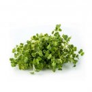 Super Seeds Mizuna Japanese Mustard Green x Microgreens Micro 1000 Pcs