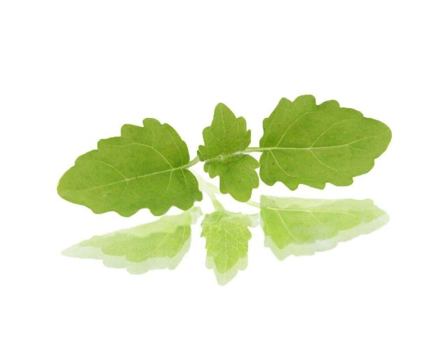 Super Seeds Lemon Balm Microgreens Vegetable Herb 700+ Pcs
