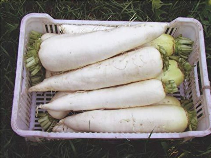 Super Seeds Radish Diakon Mooli Jarola Vegetable 100 Pcs