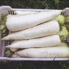 Super Seeds Radish Diakon Mooli Jarola Vegetable 100 Pcs