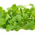 Super Seeds Micro Wasabi Wasabina Mustard Vegetable 2000 Pcs