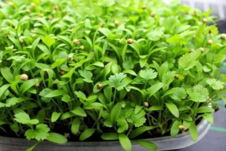 Super Seeds Micro Coriander Cress Microgreens Herb 1000+ Pcs