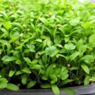 Super Seeds Micro Coriander Cress Microgreens Herb 1000+ Pcs