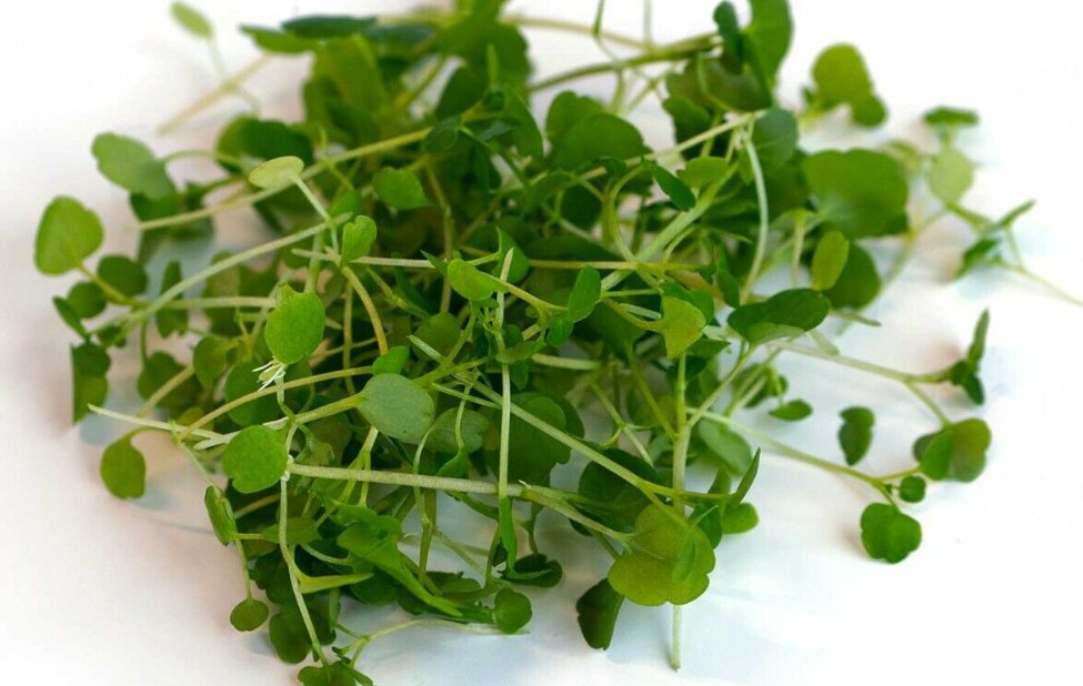 Super Seeds Watercress Microgreens Vegetable 2000+ Pcs