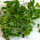 Super Seeds Watercress Microgreens Vegetable 2000+ Pcs