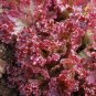 Super Seeds Lettuce Lollo Rossa Salad Vegetable 1000+ Pcs