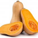 Super Seeds Butternut Waltham Squash Vegetable Garden 10+ Pcs