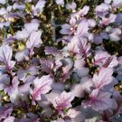 Super Seeds Japanese Mustard Mizuna Red Herb Vegetable 3000 Pcs