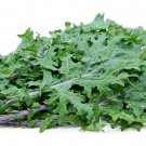Super Seeds Kale Red Russian Vegetable Garden 1000 Pcs