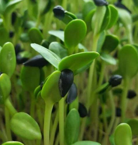Super Seeds Micro Sunflower Sprouting Black Oil Vegetable 200 Pcs