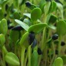 Super Seeds Micro Sunflower Sprouting Black Oil Vegetable 200 Pcs
