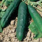 Super Seeds Cucumber Marketmore Vegetable Garden 10+ Pcs
