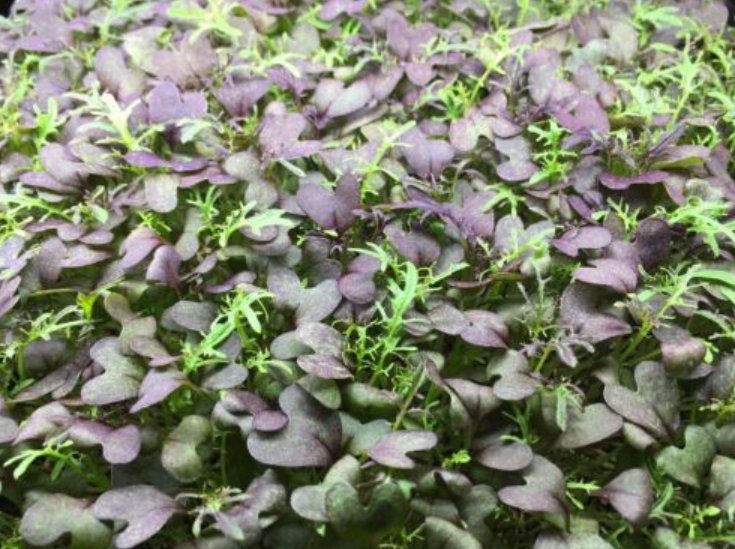 Super Seeds Mustard Red Frills Microgreens Herb Vegetable 1000 Pcs